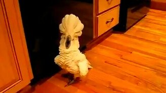 Попугай бьёт тревогу - смотреть видео (1:11)