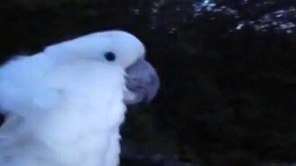 Бенефис попугая - смотреть видео (1:24)