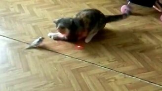 Кошка и птичка против лазера - смотреть видео (1:15)