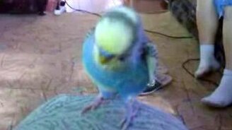 Живой диктофон - смотреть видео (3:53)