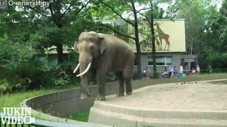 Плевок от слона - смотреть видео (0:13)