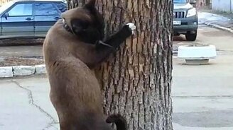 Весенний апрельский котяра - смотреть видео (2:16)