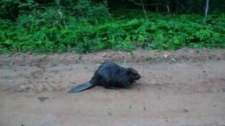 Бобёр напал на любопытного - смотреть видео (0:33)