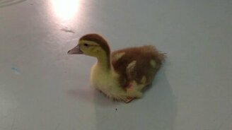 Ласковый месячный утёнок - смотреть видео (1:23)