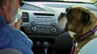 Слюнообильный бульдог - смотреть видео (0:28)