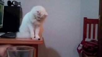 Невозмутимый белый швыряльщик - смотреть видео (0:25)