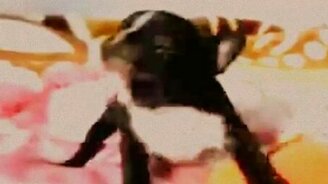 Живой малыш-дьяволёнок - смотреть видео (0:39)