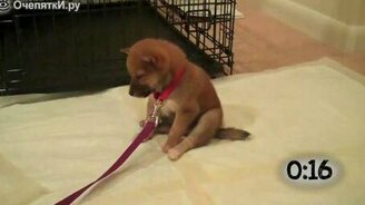 Щенки засыпают на ходу - смотреть видео (1:09)