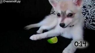 Реакция собак на лимон - смотреть видео (1:03)