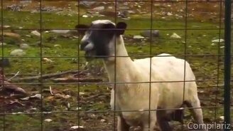 Козлиный ремикс 2 - смотреть видео (9:22)