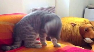 Кошачий кувырок - смотреть видео (0:11)