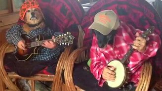 Собаки играют на гитарах - смотреть видео (0:55)