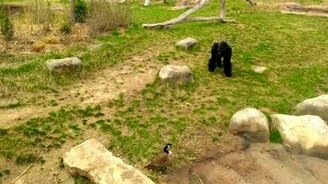 Смелый гусь и горилла - смотреть видео (0:28)