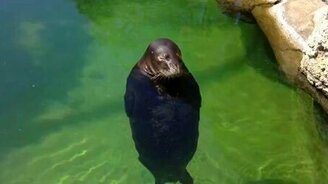 Морской лев в нирване - смотреть видео (0:23)