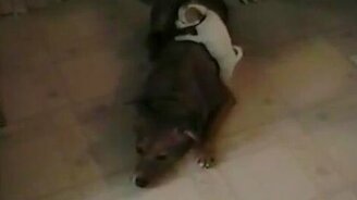 Щенок забирается на мамку - смотреть видео (0:27)