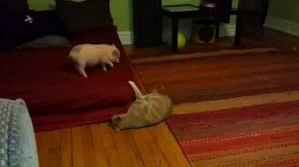 Поросёнок играет с кошкой - смотреть видео (2:11)