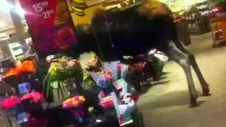 Лось в магазине - смотреть видео (0:17)