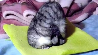 Котяра йог - смотреть видео (0:35)