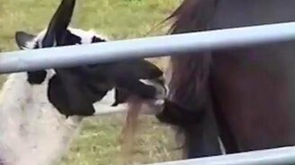 Лама ест лошадиный хвост - смотреть видео (0:23)