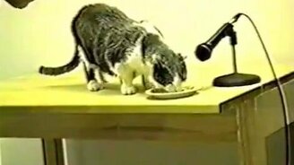 Жадный-жадный котяра - смотреть видео (0:16)