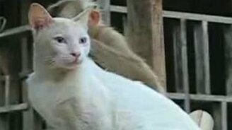 Пилинг по-животному - смотреть видео (1:12)