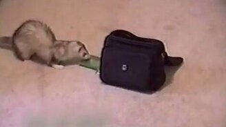 Юркие домашние воришки - смотреть видео (0:35)