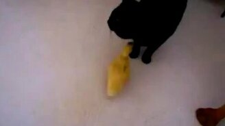 Чёрный кот и жёлтый утёнок - смотреть видео (0:31)