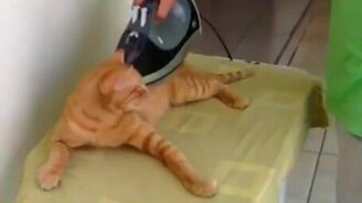 Кошачье удовольствие с утюгом - смотреть видео (1:19)