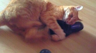 Смерть тапочку - смотреть видео (0:25)