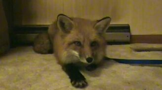 Лисичка в тоске - смотреть видео (1:41)