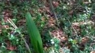 Таинственное растение-маятник - смотреть видео (2:07)