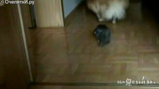 Суровая птичка - смотреть видео (1:07)