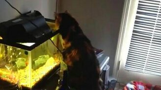 Смелая рыбка против кошки - смотреть видео (0:29)