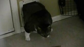 Откормленный Котофей - смотреть видео (0:34)