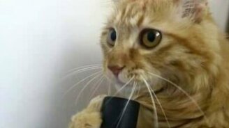 Кот играет с пылесосом - смотреть видео (0:37)