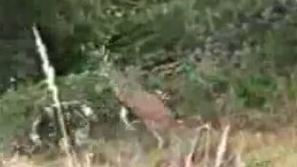 Олень прогоняет охотника - смотреть видео (0:29)