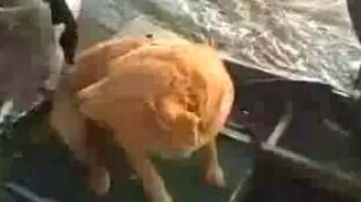 Гусь против собаки и человека - смотреть видео (2:20)