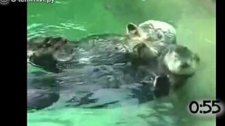 Выдры кайфуют - смотреть видео (1:03)