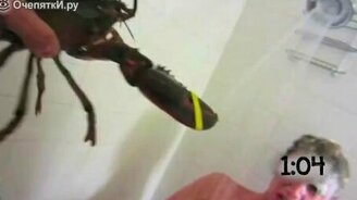 Подборка розыгрышей с лобстерами - смотреть видео (1:17)