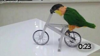 Животные за рулём велосипеда - смотреть видео (1:02)