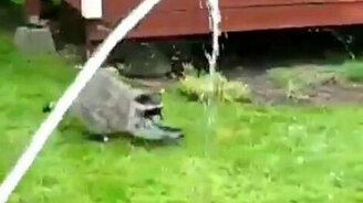 Енот против шланга - смотреть видео (1:13)