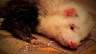 Сонный хорек - смотреть видео (1:14)