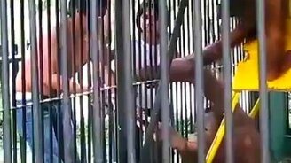 Орангутан отнял футболку - смотреть видео (2:49)