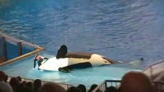 Смахнула хвостом тренера - смотреть видео (1:01)