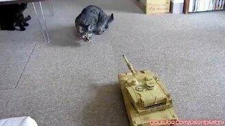 Мечта мужа кошатницы - смотреть видео (1:04)