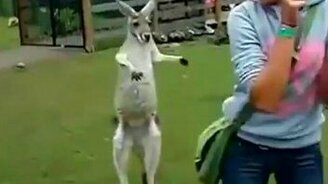 Зверские животные - смотреть видео (3:18)