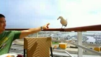 Вредные чайки - смотреть видео (0:06)