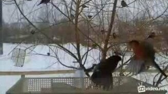 Желанные гости в кормушке - смотреть видео (0:30)