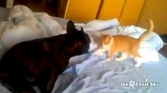 Котёнок-вампирёныш - смотреть видео (0:20)