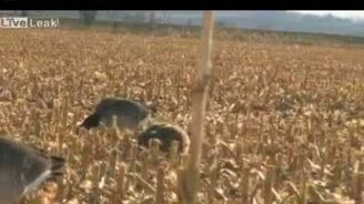 Собака поймала на лету гуся - смотреть видео (0:25)